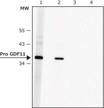 Anti-Pro GDF11 antibody produced in rabbit affinity isolated antibody, buffered aqueous solution