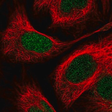 Anti-PITX2 antibody produced in rabbit Prestige Antibodies&#174; Powered by Atlas Antibodies, affinity isolated antibody