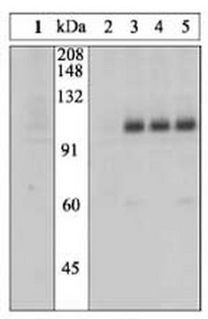 PhosphoDetect Anti-Insulin Receptor (pTyr1162/1163) Rabbit pAb liquid, Calbiochem&#174;