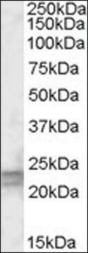 Anti-ARL4D antibody produced in goat affinity isolated antibody, buffered aqueous solution