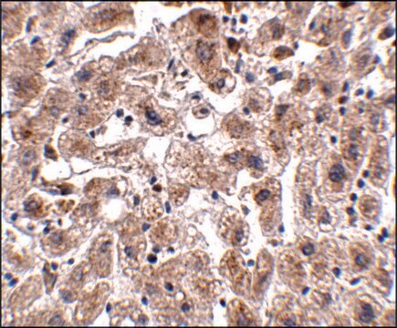 抗OCLN抗体 ウサギ宿主抗体 affinity isolated antibody, buffered aqueous solution