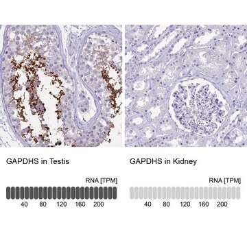 Anti-GAPDHS antibody produced in rabbit Prestige Antibodies&#174; Powered by Atlas Antibodies, affinity isolated antibody, buffered aqueous glycerol solution