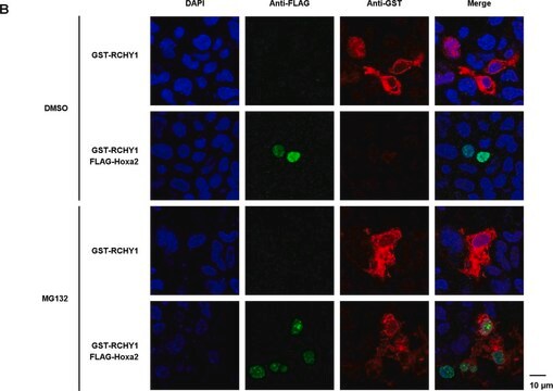 Anti-Glutathion-S-Transferase (GST) in Kaninchen hergestellte Antikörper IgG fraction of antiserum, buffered aqueous solution