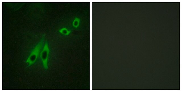 Anti-AKAP3 antibody produced in rabbit affinity isolated antibody