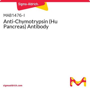 Anti-Chymotrypsin (Hu Pancreas) Antibody