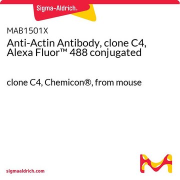 Anticuerpo anti-actina, clon C4, conjugado con Alexa Fluor&#8482; 488 clone C4, Chemicon&#174;, from mouse