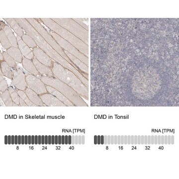 抗DMD抗体 ウサギ宿主抗体 Prestige Antibodies&#174; Powered by Atlas Antibodies, affinity isolated antibody, buffered aqueous glycerol solution