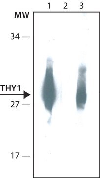 THY1抗体，小鼠单克隆 clone TH350, purified from hybridoma cell culture