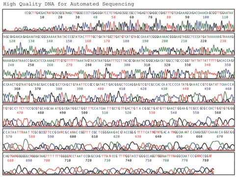 GenElute&#8482; HP Plasmid Maxiprep Kit sufficient for 10&#160;purifications