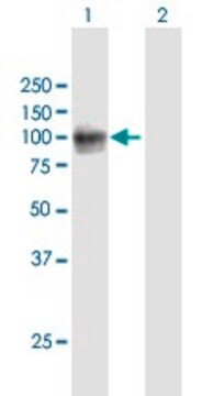 Anti-VCAM1 antibody produced in mouse purified immunoglobulin, buffered aqueous solution