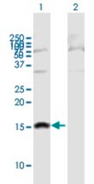 Anti-SH2D1B antibody produced in mouse purified immunoglobulin, buffered aqueous solution