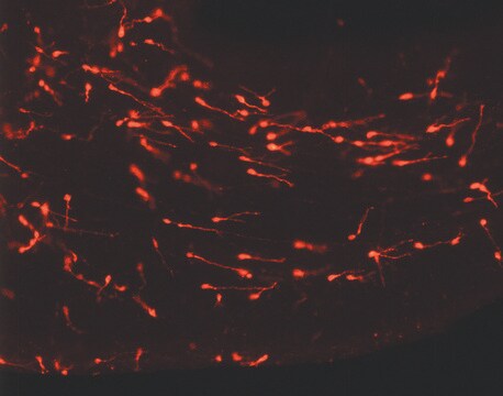 PKH26 Linker-Kit für rot fluoreszierende Zellen für die allgemeine Zellmembranmarkierung Distributed for Phanos Technologies