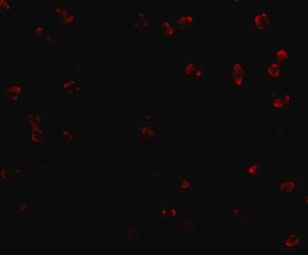 Anti-Integrin alpha 4 antibody produced in rabbit affinity isolated antibody