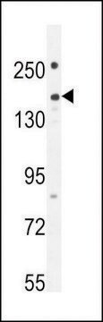 ANTI-PKHG1 (C-TERMINAL) antibody produced in rabbit affinity isolated antibody, buffered aqueous solution