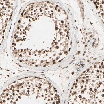 Anti-RBM25 antibody produced in rabbit Prestige Antibodies&#174; Powered by Atlas Antibodies, affinity isolated antibody, buffered aqueous glycerol solution