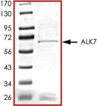 ALK7, GST tagged human recombinant, expressed in baculovirus infected Sf9 cells, &#8805;70% (SDS-PAGE), buffered aqueous glycerol solution