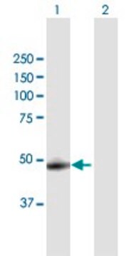 Anti-CTSA antibody produced in mouse purified immunoglobulin, buffered aqueous solution