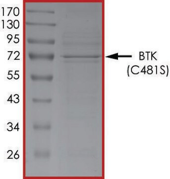 BTK (C481S), aktywny PRECISIO&#174; Kinase, recombinant