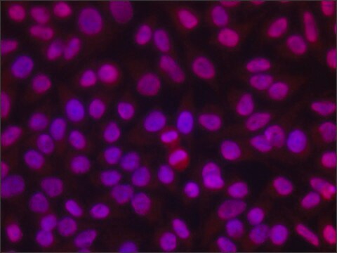 Anti-dimethyl, phospho-Histone H1.4 (diMe-Lys26. pSer27) 兔抗 ~1.5&#160;mg/mL, affinity isolated antibody, buffered aqueous solution