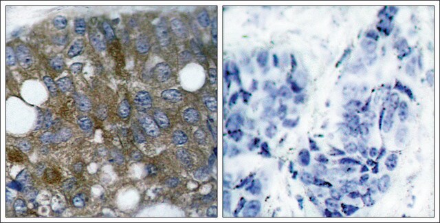 Anti-phospho-HSPB1 (pSer15) antibody produced in rabbit affinity isolated antibody