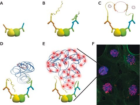 Duolink&#174; PLA 对照试剂盒 - PPI Control Kit to reliably detect Protein-Protein Interactions (PPI) with Duolink&#174; PLA