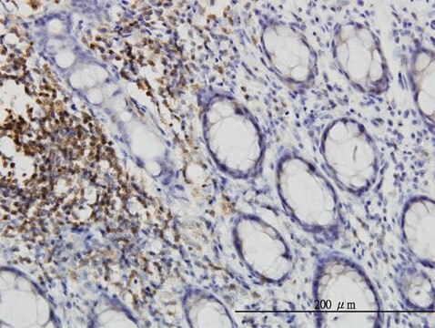 Monoclonal Anti-CSK antibody produced in mouse clone 3A3, purified immunoglobulin, buffered aqueous solution