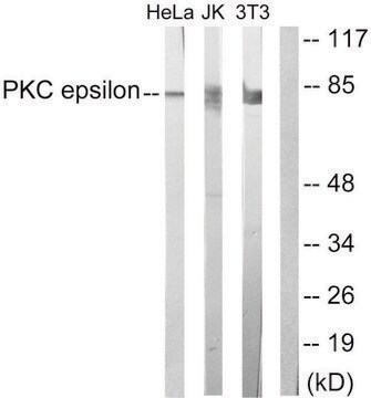 Anti-PKC &#949; antibody produced in rabbit affinity isolated antibody