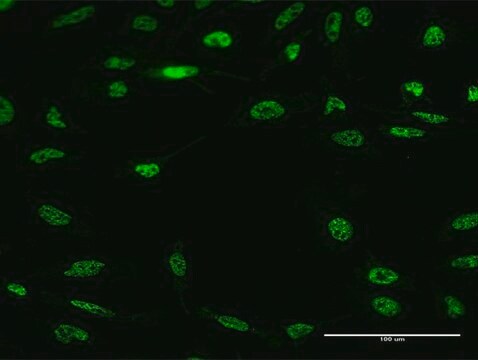 Monoclonal Anti-RBM5 antibody produced in mouse clone 3G6, purified immunoglobulin, buffered aqueous solution