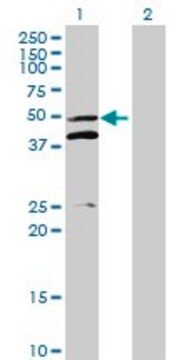 Anti-MRPS5 antibody produced in mouse purified immunoglobulin, buffered aqueous solution