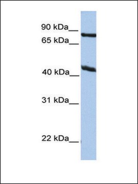 Anti-KCNK4 antibody produced in rabbit affinity isolated antibody