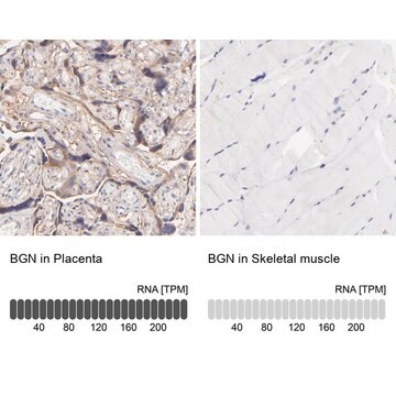 抗BGN ウサギ宿主抗体 Prestige Antibodies&#174; Powered by Atlas Antibodies, affinity isolated antibody, buffered aqueous glycerol solution