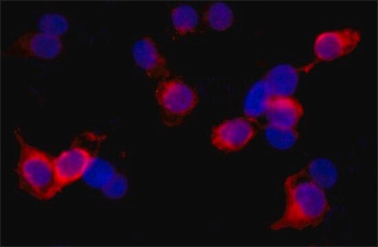 Monoclonal Anti-WDR62 antibody produced in mouse ~1.0&#160;mg/mL, clone 3G8, purified immunoglobulin, buffered aqueous solution