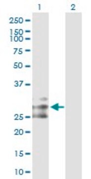 Anti-FLT3LG antibody produced in rabbit purified immunoglobulin, buffered aqueous solution