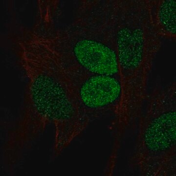 Anti-PRRX2 antibody produced in rabbit Prestige Antibodies&#174; Powered by Atlas Antibodies, affinity isolated antibody