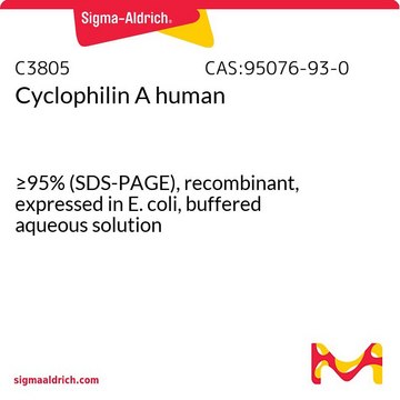 シクロフィリンA ヒト &#8805;95% (SDS-PAGE), recombinant, expressed in E. coli, buffered aqueous solution