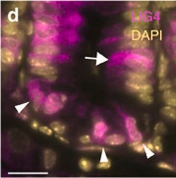 Anti-LIG4 antibody produced in rabbit Prestige Antibodies&#174; Powered by Atlas Antibodies, affinity isolated antibody, buffered aqueous glycerol solution