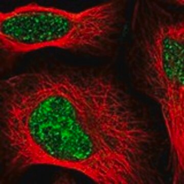 Anti-SIRT7 antibody produced in rabbit Prestige Antibodies&#174; Powered by Atlas Antibodies, affinity isolated antibody, buffered aqueous glycerol solution