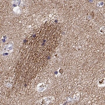 Anti-GNG7 antibody produced in rabbit Prestige Antibodies&#174; Powered by Atlas Antibodies, affinity isolated antibody, buffered aqueous glycerol solution