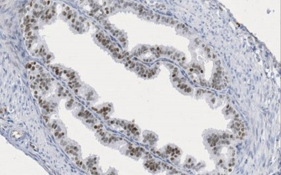 Anti-Pax-8 Antibody, clone 15C8.1 clone 15C8.1, from mouse