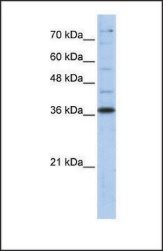 抗GAPDH抗体 ウサギ宿主抗体 affinity isolated antibody