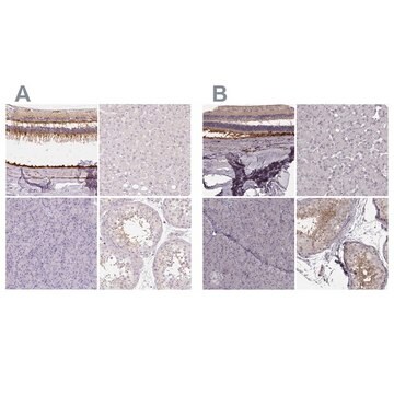 Anti-RPGRIP1 antibody produced in rabbit Prestige Antibodies&#174; Powered by Atlas Antibodies, affinity isolated antibody