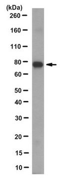 Anti-Cortactin (p80/85) Antibody, clone 5G3.2 clone 5G3.2, from mouse