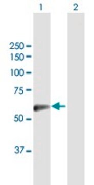 Anti-SLC13A3 antibody produced in mouse purified immunoglobulin, buffered aqueous solution