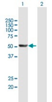 Anti-CYP1A2 antibody produced in mouse purified immunoglobulin, buffered aqueous solution