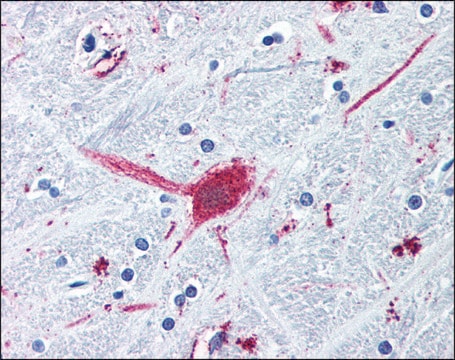 Anti-DRD3 / DOPAMINE antibody produced in rabbit affinity isolated antibody