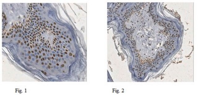 Anticuerpo anti-XBP1, clon 143F (forma activa) clone 143F, from mouse