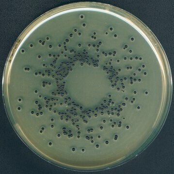 Émulsion de jaune d'œuf au tellurite pasteurized, 20%, suitable for microbiology