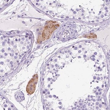 Anti-C1QTNF3 antibody produced in rabbit Prestige Antibodies&#174; Powered by Atlas Antibodies, affinity isolated antibody, buffered aqueous glycerol solution