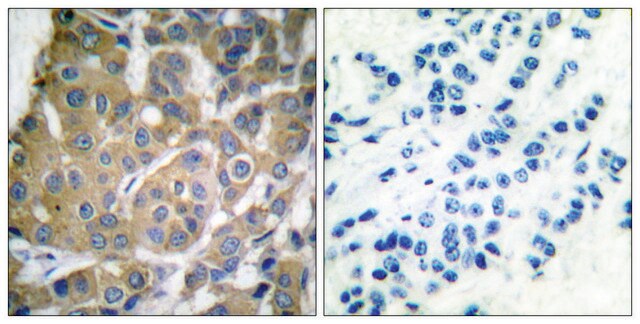 Anti-COX2 antibody produced in rabbit affinity isolated antibody