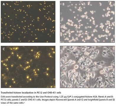 ProteoJuice Proteintransfektionsreagenz Efficient protein delivery into mammalian cells